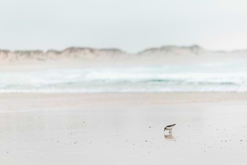 A solitary shorebird foraging on a quiet, peaceful beach with ocean waves and sand dunes in Portugal.